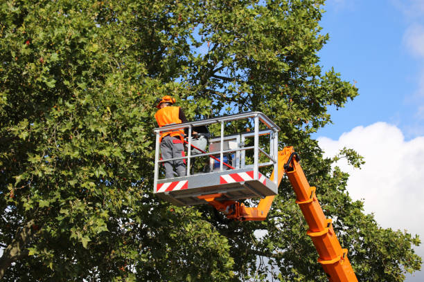 Professional Tree Services in Iola, KS